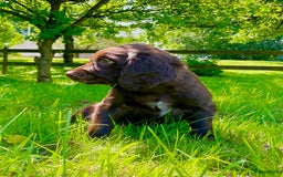 Duitse Staande Hond Langhaar honden te koop: Duitse Staande Langhaar pups - Afbeelding 3