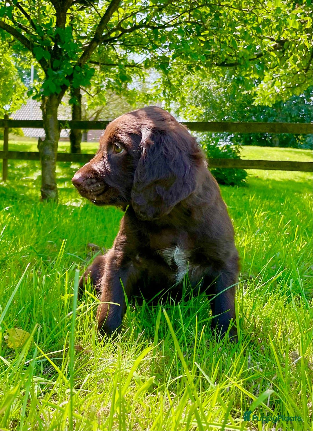 Duitse Staande Hond Langhaar honden te koop: Duitse Staande Langhaar pups - Afbeelding 3