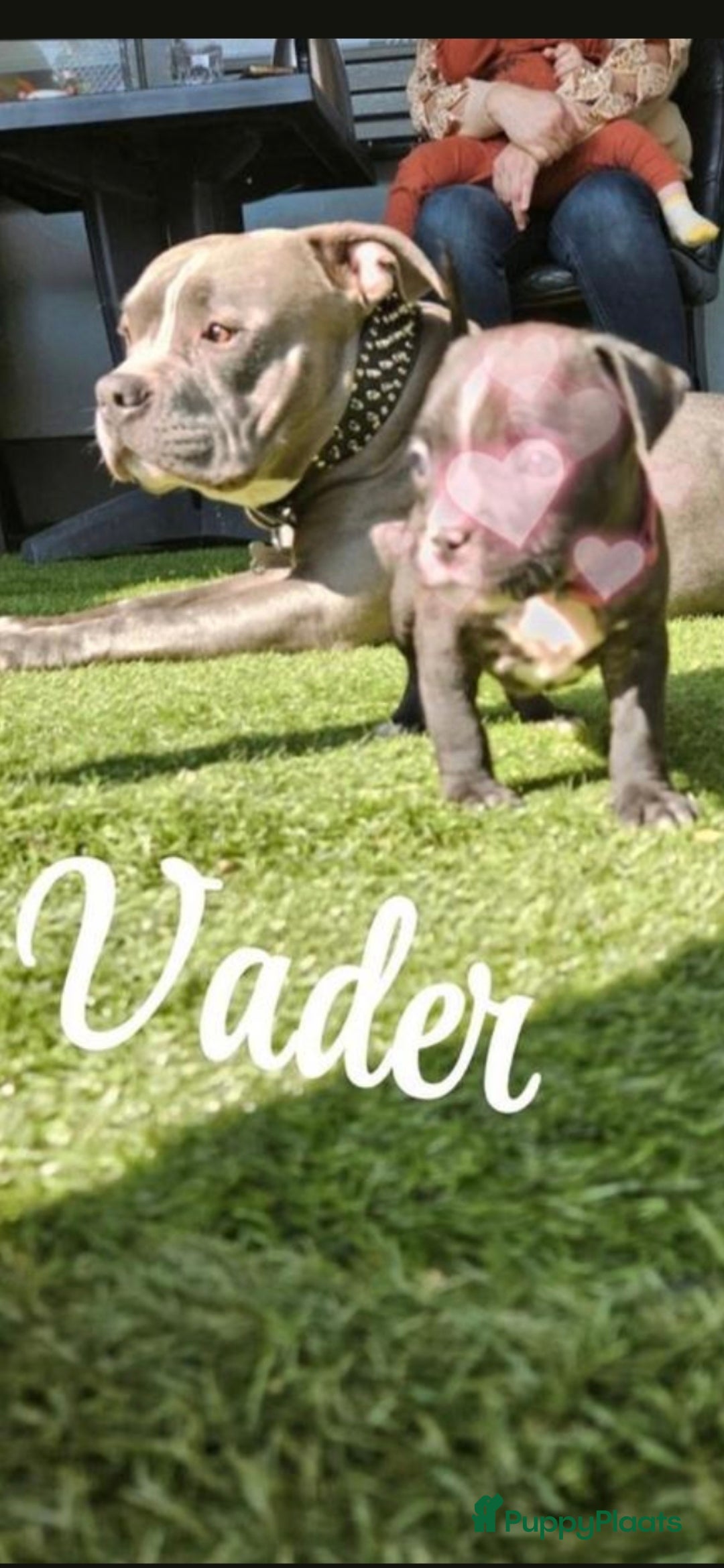 Amerikaanse Bully honden te koop: Pocket bully bleu grey  - Advertentie 18