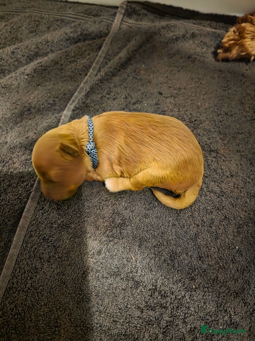 Australian Labradoodle honden te koop: Mini australian labradoodles - Advertentie 4