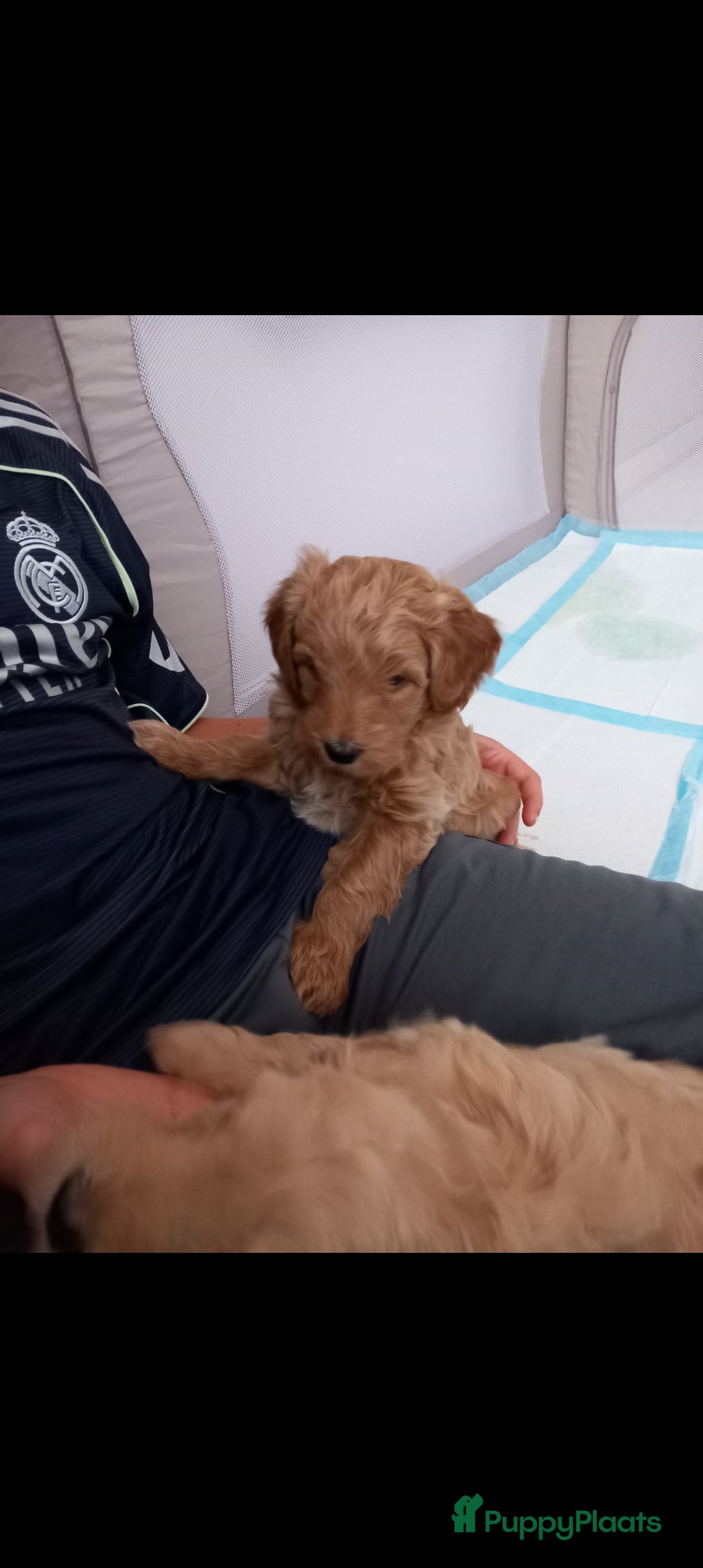 Kruising honden te koop: Prachtige Australian (halve) labradoodle puppies  - Advertentie 6