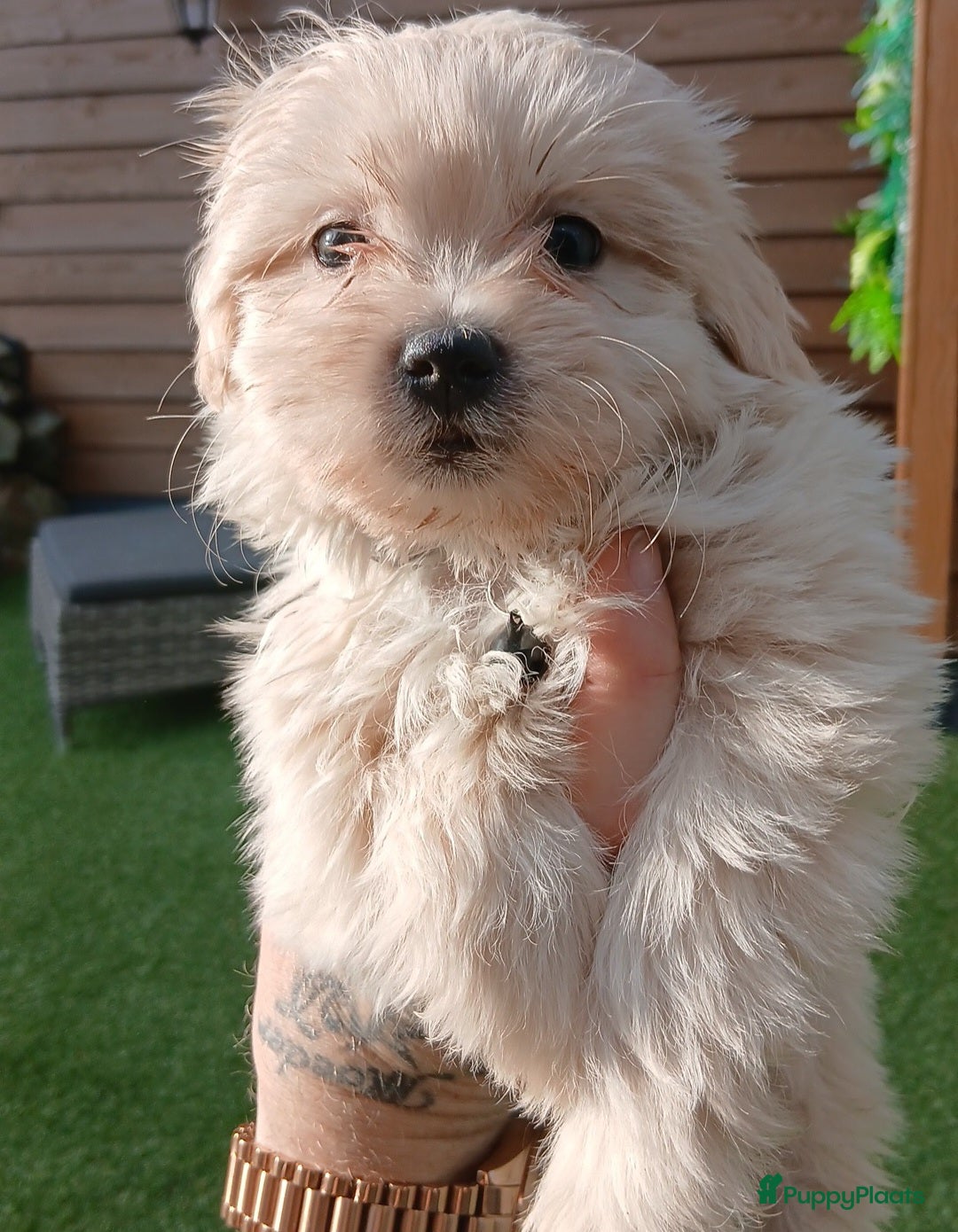 Boomer honden Nog 3 Prachtige reutjes. Prachtige  Boomer pups  - Advertentie 2