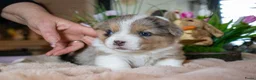 Kruising honden te koop: Prachtige welsh corgi’s - Advertentie 14