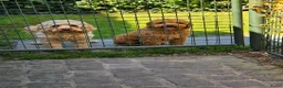 Cavapoo honden te koop: Prachtige Cavapoo pups beschikbaar  - Advertentie 2