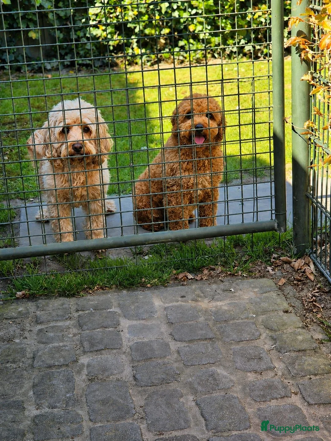 Cavapoo honden te koop: Prachtige Cavapoo pups beschikbaar  - Advertentie 2