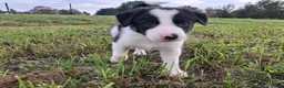 Border Collie honden te koop: 2 prachtige Border Collie pups  - Advertentie 19