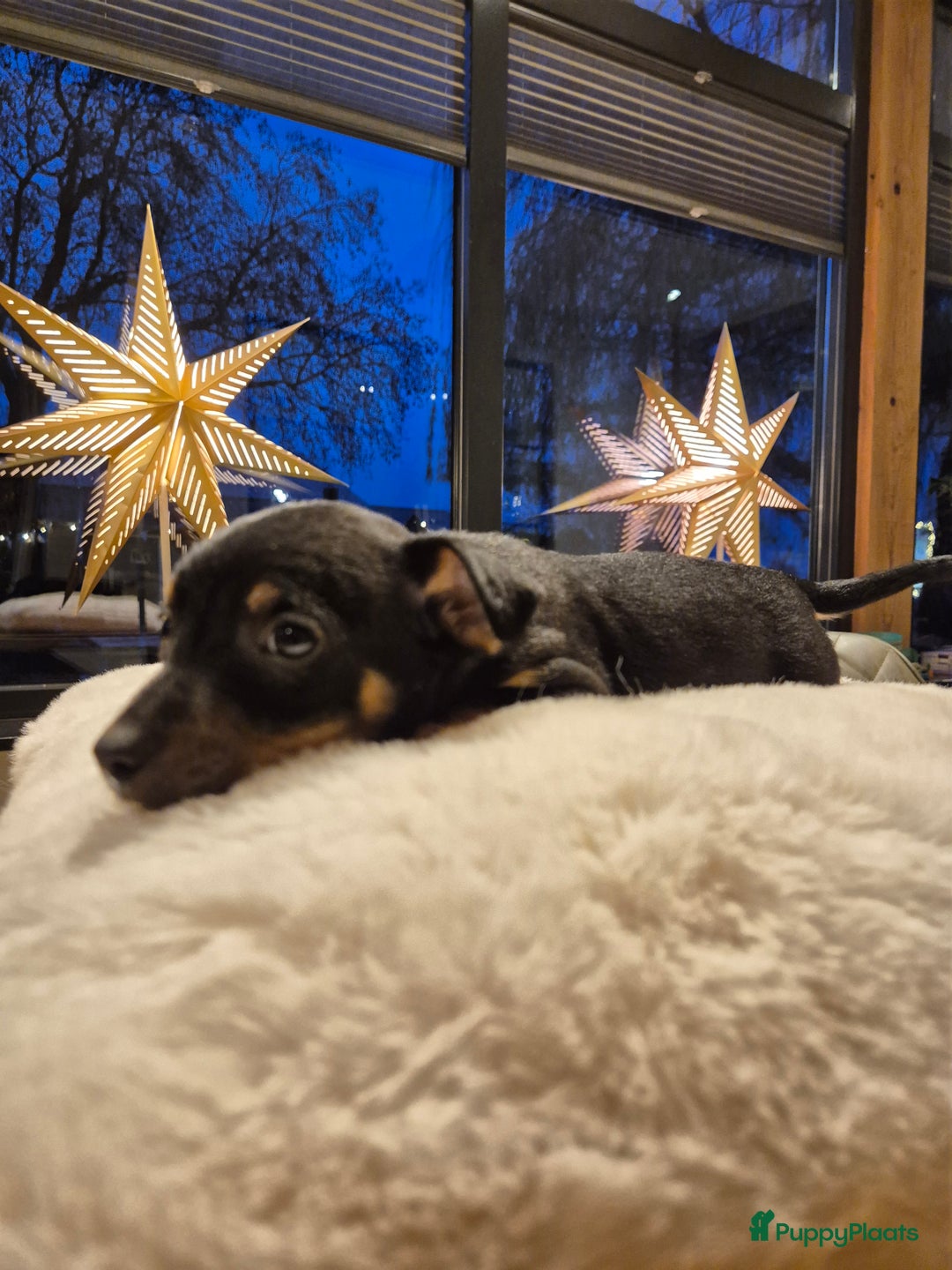 Jack Russel Terriër honden te koop: JACK RUSSEL PUPS - Advertentie 17