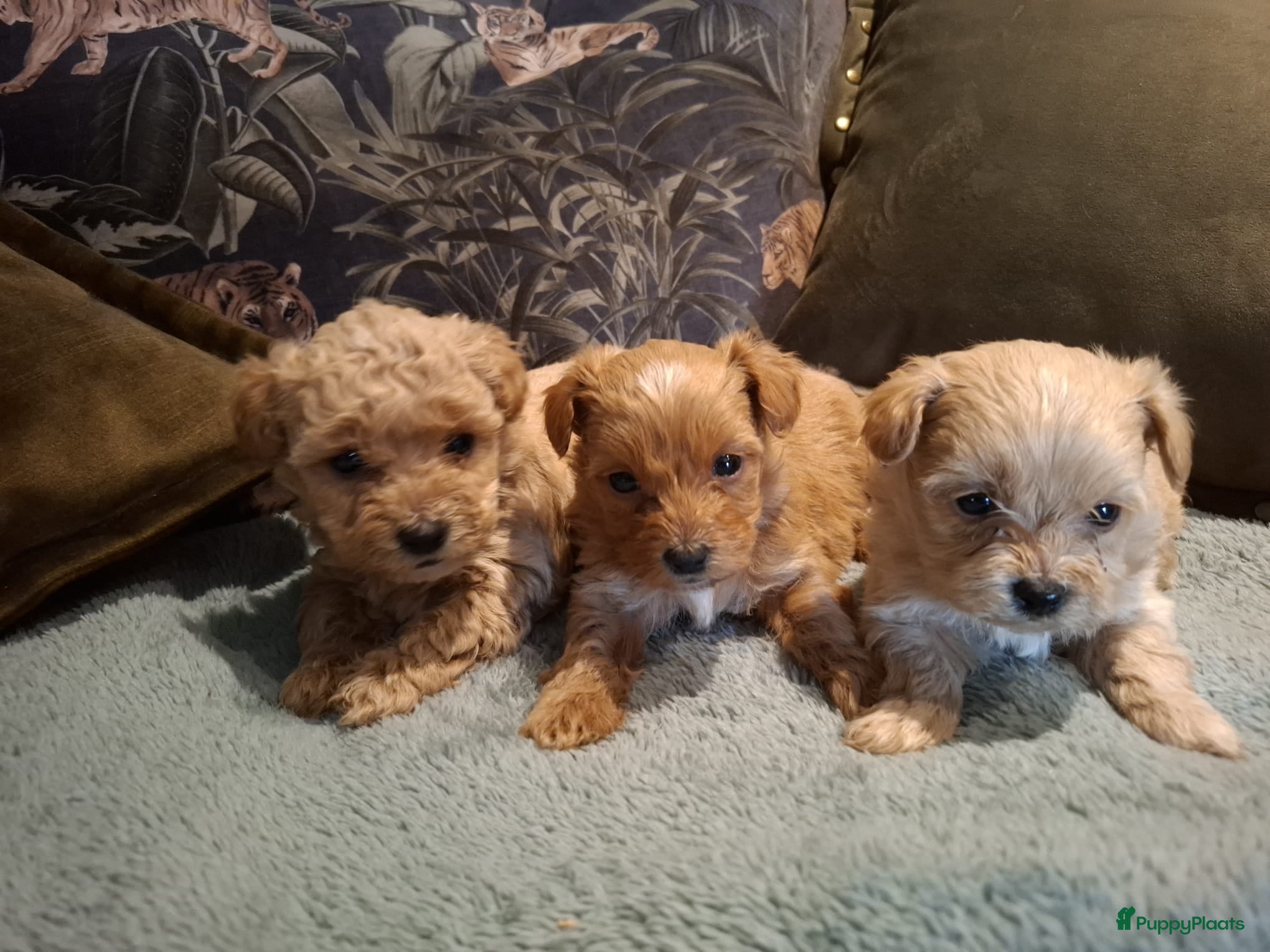 Maltipoo honden Maltipoo pups. Super mini. Eind april geboren. - Advertentie 4
