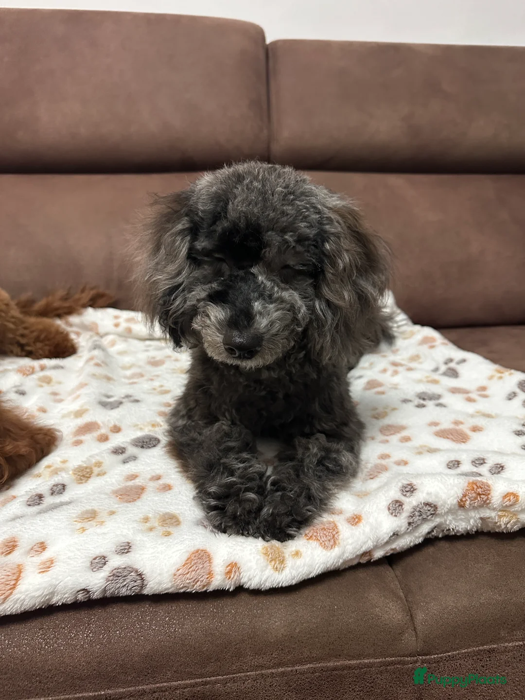 Poedel Toy honden te koop: Toypoedel merle - Advertentie 4