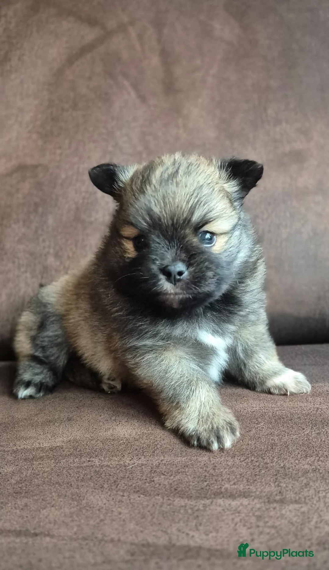 Kruising honden te koop: 3 reutjes - Advertentie 30