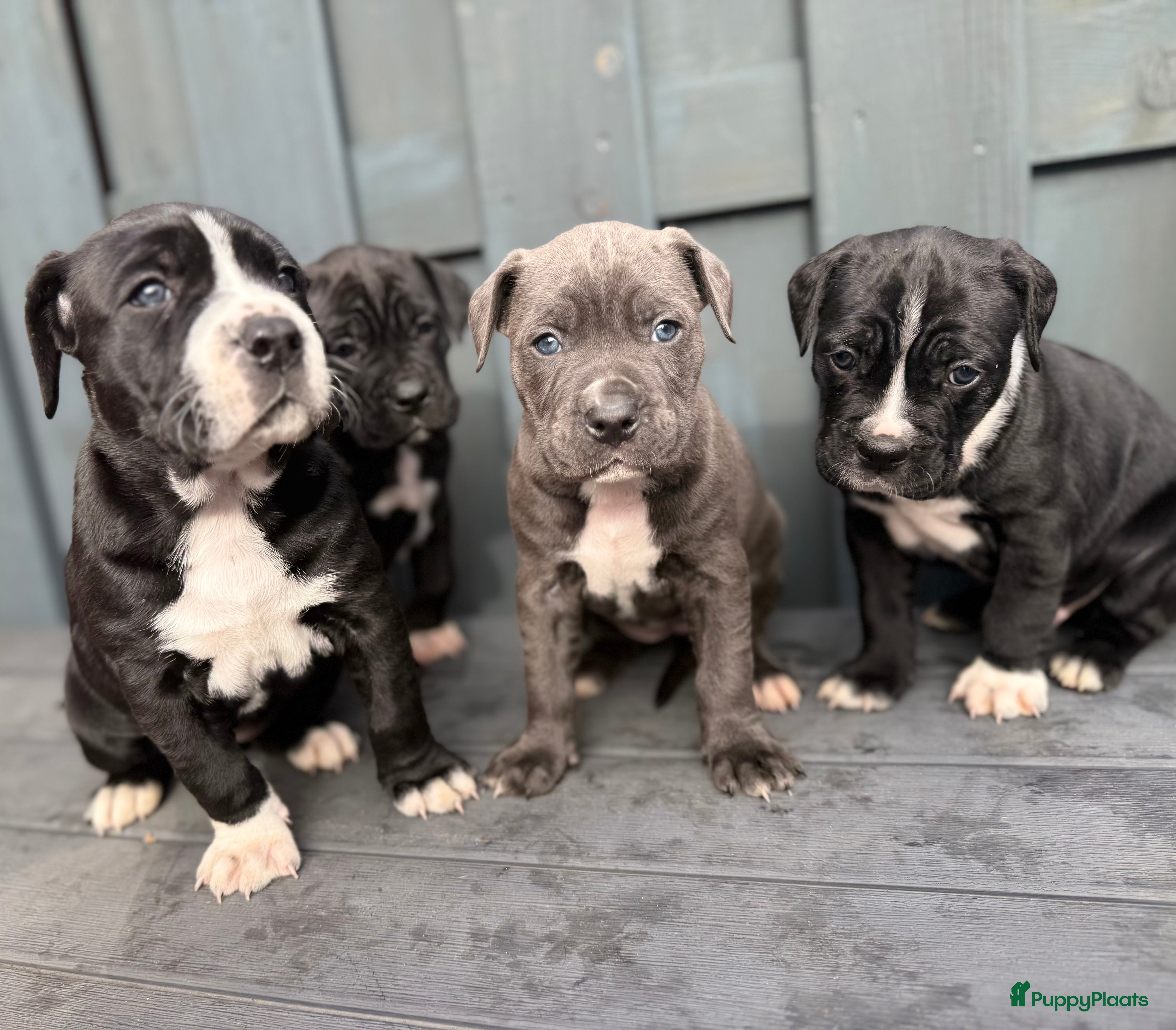 Kruising honden Cane corso x Pitbull Puppy’s  - Advertentie 7