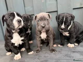 Kruising honden Cane corso x Pitbull Puppy’s - Advertentie 7