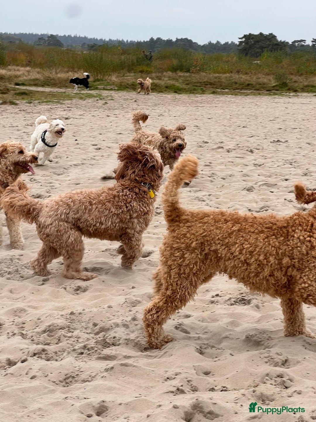 Australian Labradoodle honden te koop: Labradoodle medium ( Australian ) - Advertentie 10