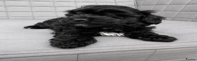 Maltipoo 4