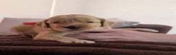 Australian Labradoodle honden te koop: Prachtig nestje Australian Labradoodles  - Advertentie 23