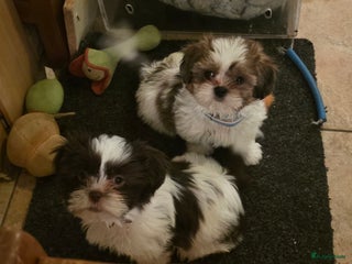 Shih Tzu honden Shih Tzu pup reu 3 kleur,teefje merle + bruin wit - Advertentie 1
