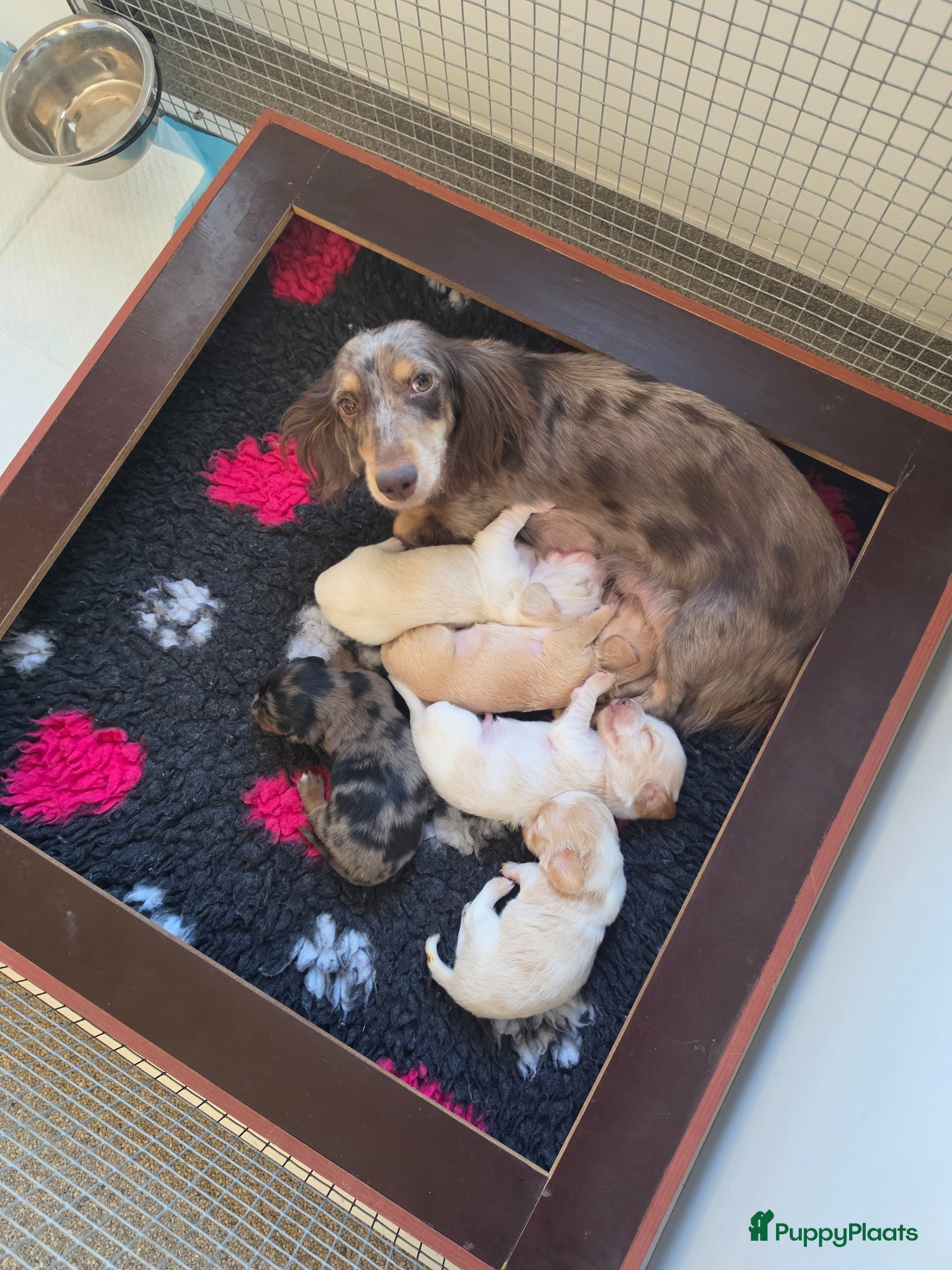 Teckel (langhaar) honden Prachtige langhaar dwerg pups geboren creame - Advertentie 1