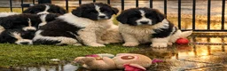 Newfoundlander honden te koop: Newfoundlander pups  - Advertentie 5