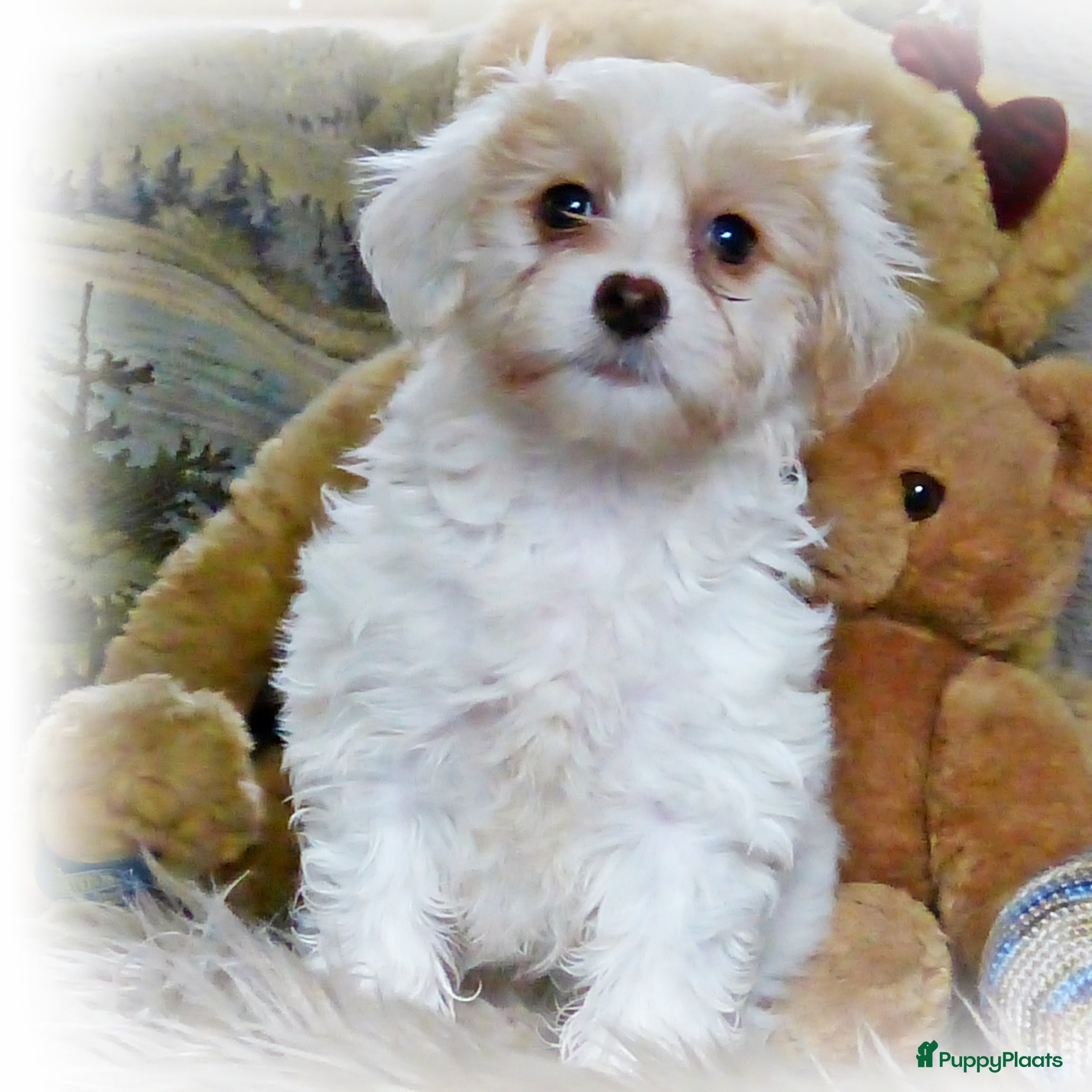 Maltipoo honden Maltipoo teefje - Advertentie 2