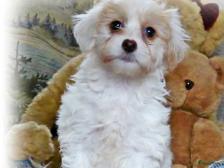 Maltipoo honden Maltipoo teefje - Advertentie 3