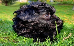 Kruising honden te koop: Orginele Amerikaanse Toy Papipoo  - Advertentie 8