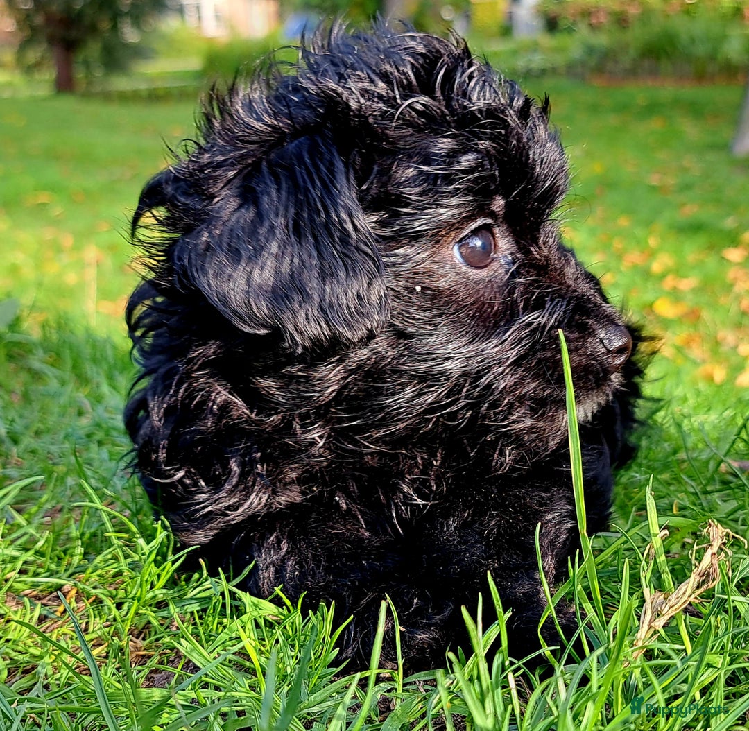 Kruising honden te koop: Laatste teefje: Orginele Amerikaanse Toy Papipoo  - Advertentie 8