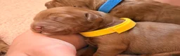 Australian Labradoodle honden te koop:  Australiën Labradoodle (medium) pups - Advertentie 6