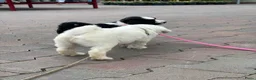 Tibetaanse Terriër honden te koop: Tibetaanse terrier teefje 🩷 - Advertentie 8