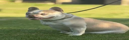 Franse Bulldog honden te koop: Mooie Franse bulldog pups - Advertentie 9