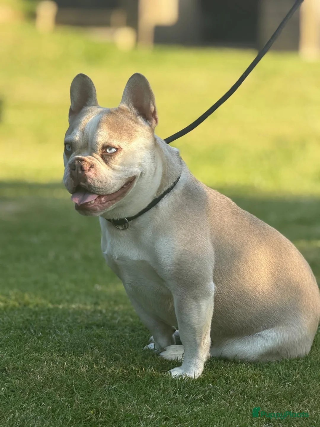 Franse Bulldog honden te koop: Mooie Franse bulldog pups - Advertentie 9