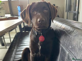 Kruising honden Nestje labradors kruising binnenkort verwacht - Advertentie 3