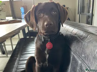 Kruising honden Nestje labradors kruising binnenkort verwacht - Advertentie 9