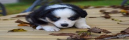 Australian Shepherd honden te koop: Miniature American Shepherd / Mini Aussie  - Advertentie 12
