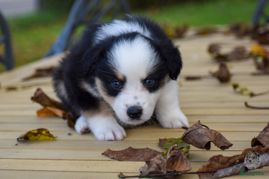 Australian Shepherd honden te koop: Miniature American Shepherd / Mini Aussie  - Advertentie 12