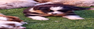 Australian Shepherd 2