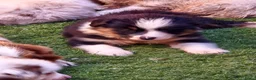 Australian Shepherd honden te koop: Australian shepherd australische herder pups - Advertentie 19