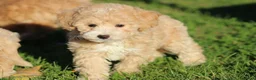 Maltipoo honden te koop: Knappe Maltipoo pups. - Advertentie 3