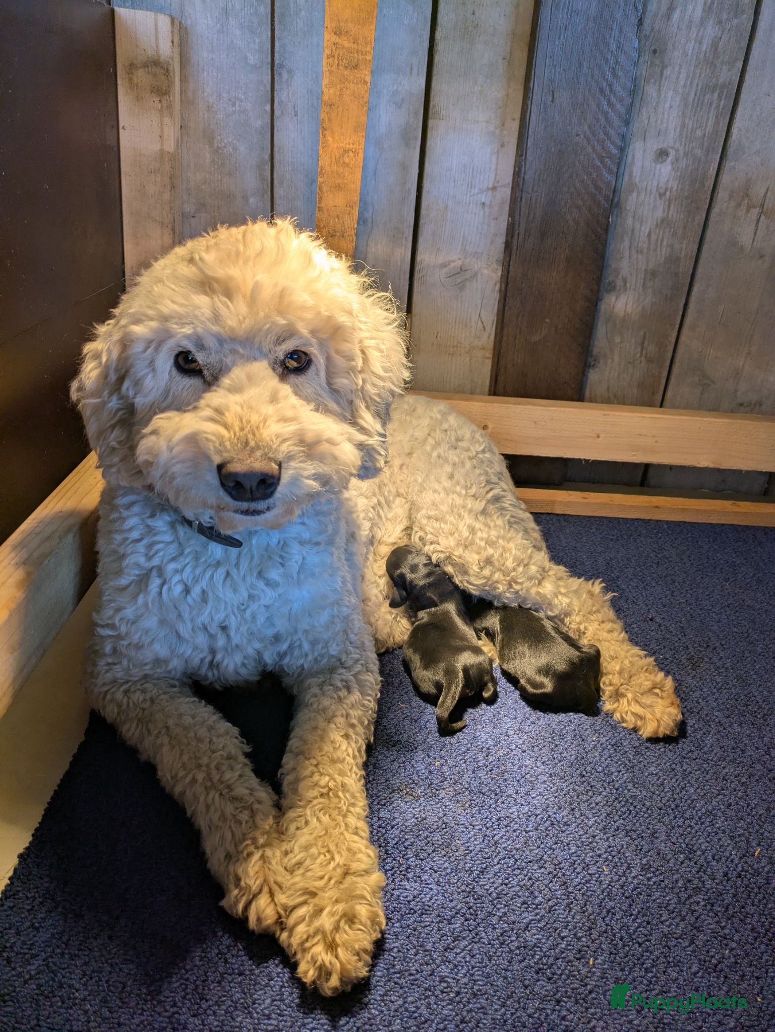 Kruising honden Lieve Cockapoo pups te koop  - Advertentie 4