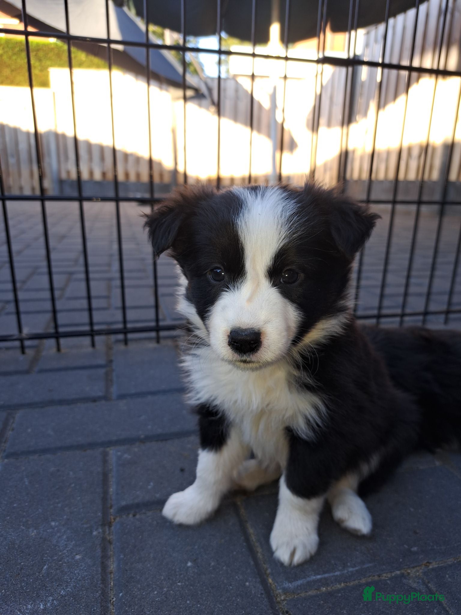Border Collie honden Border collie pups - Advertentie 13