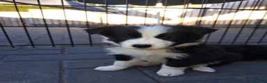 Border Collie 2