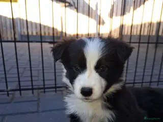 Border Collie honden Border collie pups - Advertentie 13