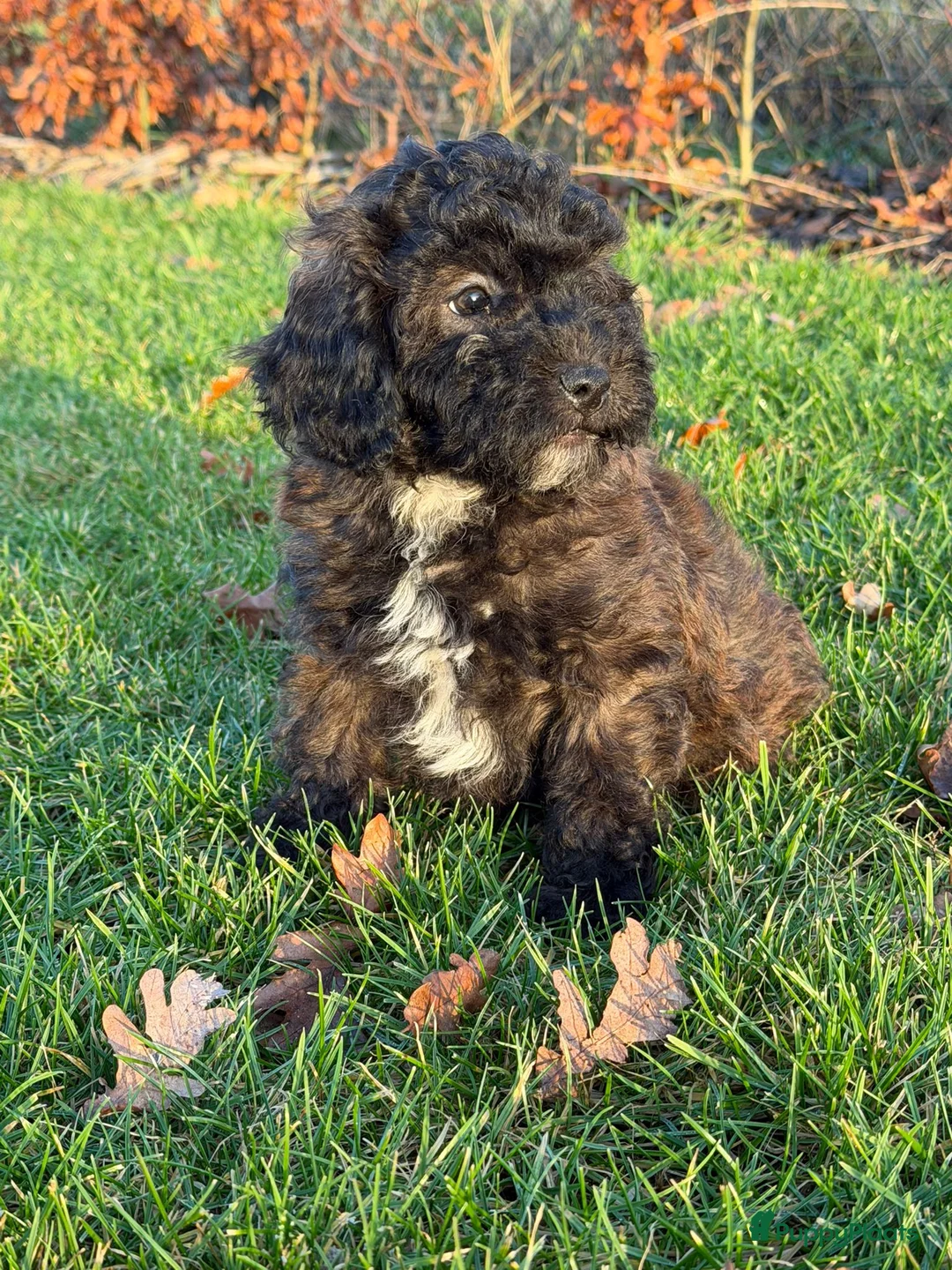 Maltipoo honden te koop: Leuke maltipoo pups  - Advertentie 18