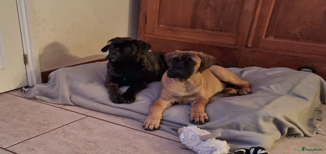 Galerij afbeelding {{count}}