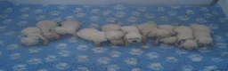 Labrador Retriever honden te koop: Authentieke Gele Labrador Pups Met Stamboom - Advertentie 9