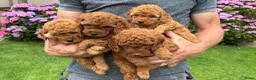 Poedel Toy honden te koop: Prachtig nestje rode/abricot toy poedels toypoedel - Advertentie 28