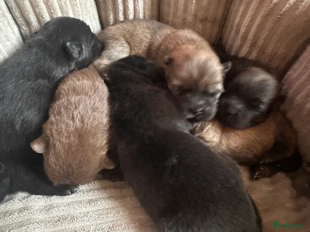 Chow Chow honden te koop: Mini Chow chow - Advertentie 12