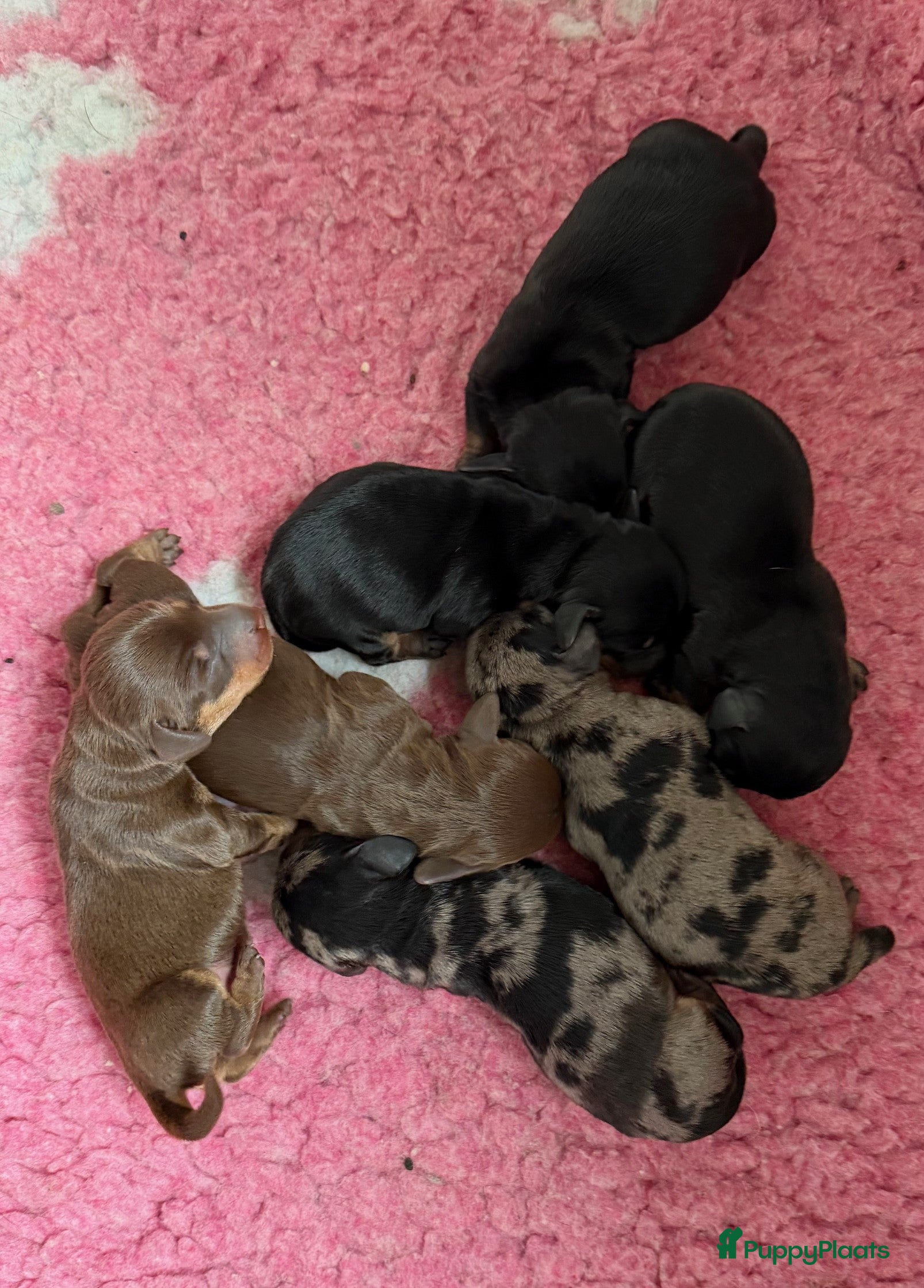 Ruwhaar Teckel honden Ruwhaar DWERG teckel pups met FCI stamboom - Advertentie 1