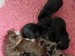 Ruwhaar Teckel honden Ruwhaar DWERG teckel pups met FCI stamboom - Advertentie 2