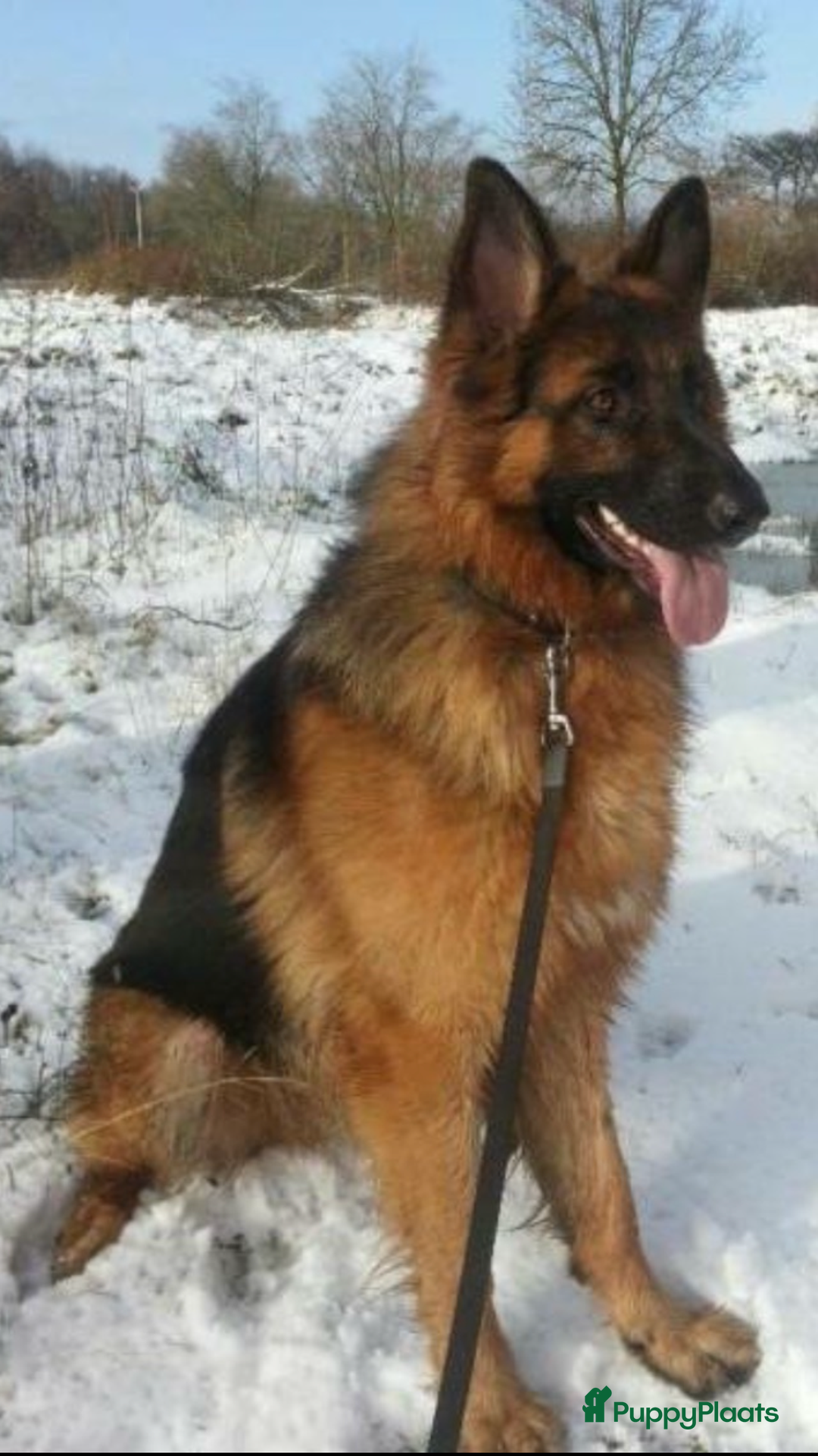 Duitse Herder honden te koop: Langharige Duitse herder puppy’s met rechte rug  - Advertentie 2