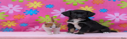 Friese Stabij honden te koop: Prachtige friese stabij x border collie pups  - Advertentie 6